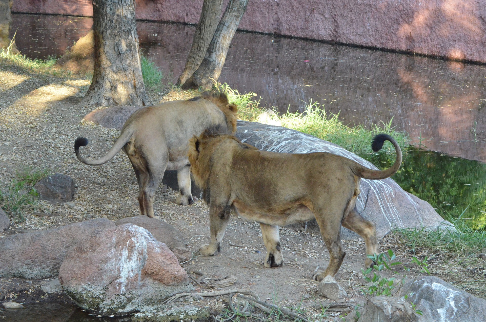 Nehru Zoological Park 3 cover