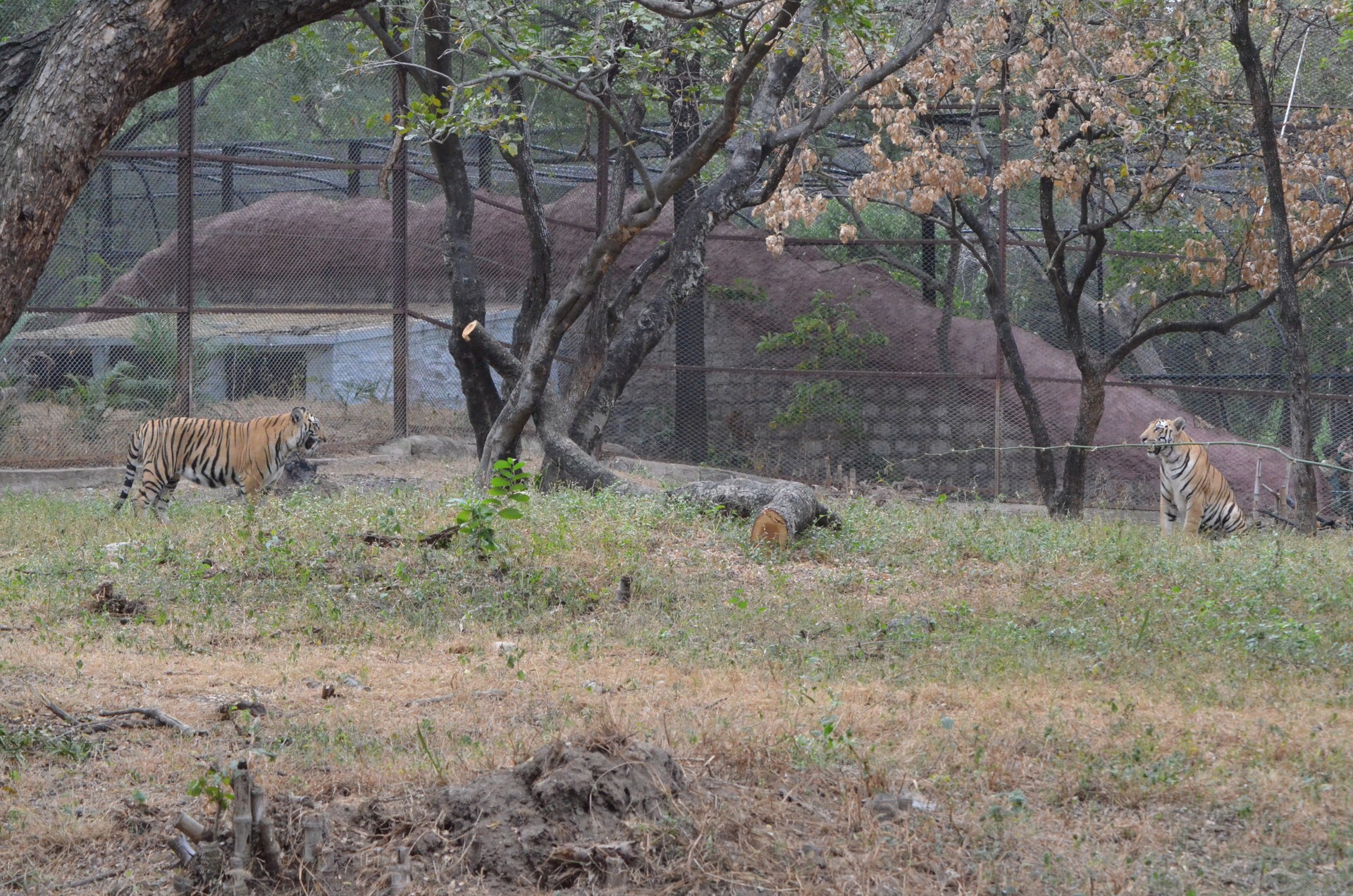 Nehru Zoological Park 4 cover