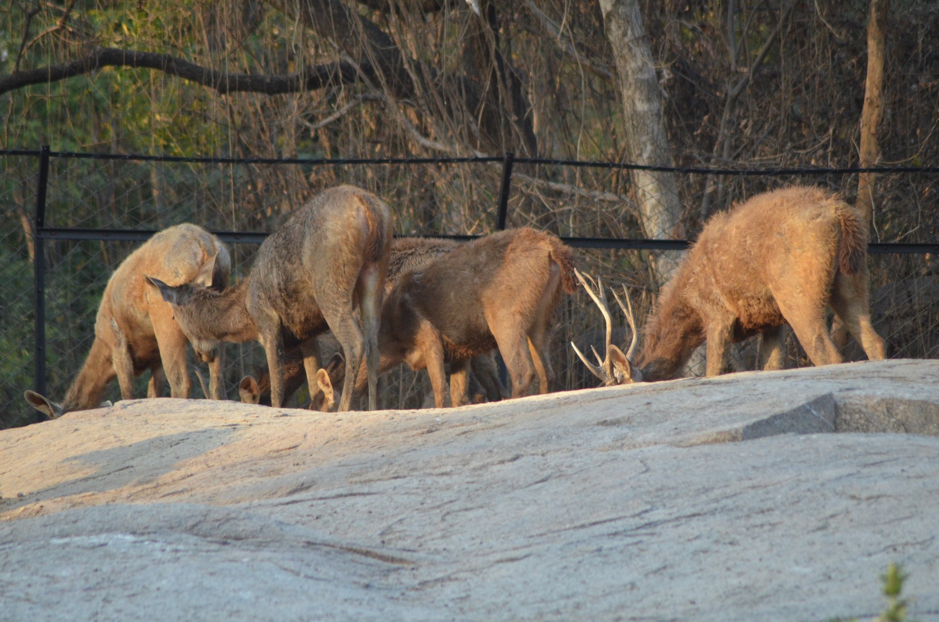 Nehru Zoological Park 5 cover
