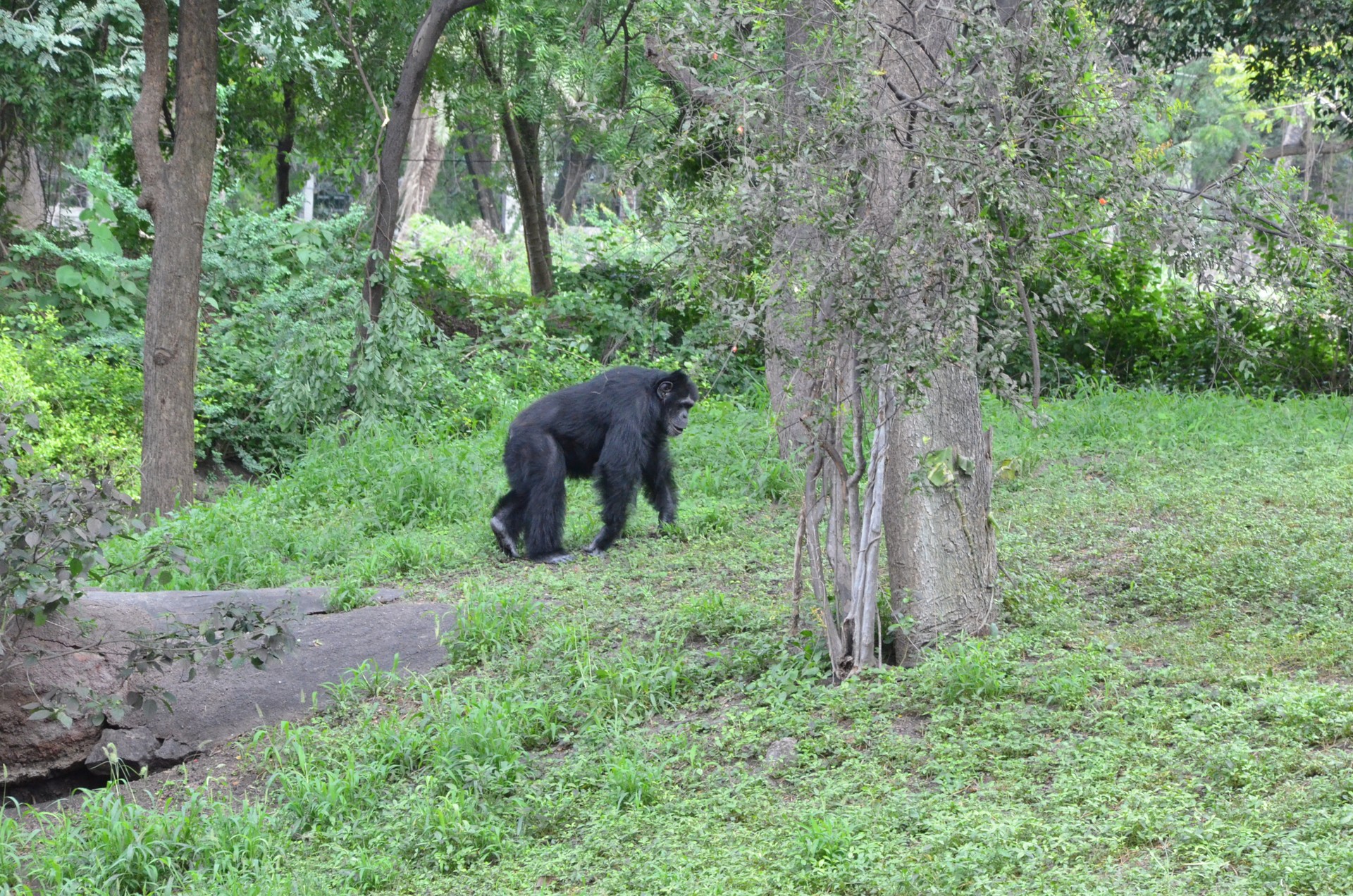 Nehru Zoological Park Zoo 2 cover