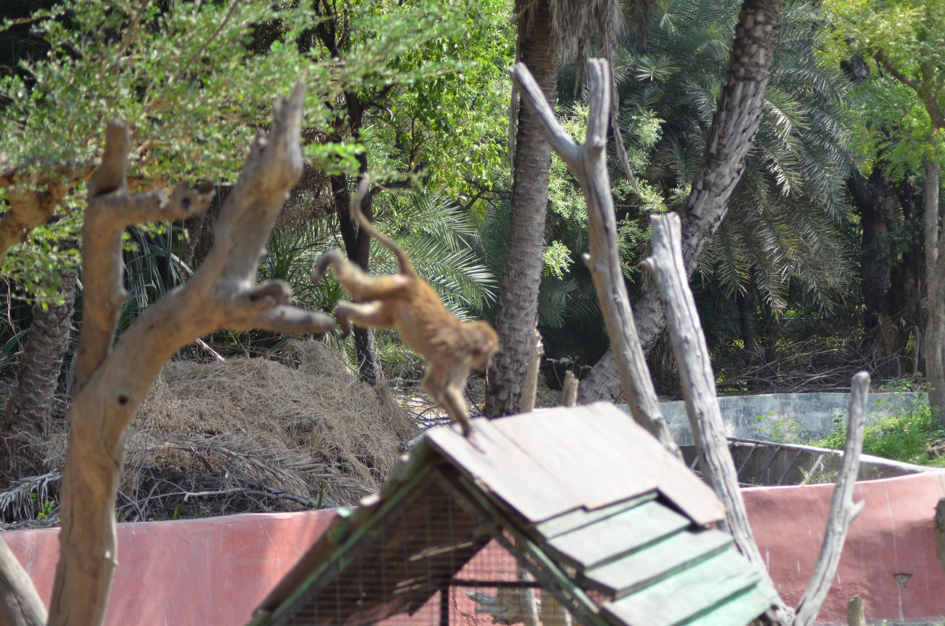 Nehru Zoological Park Zoo 6 cover