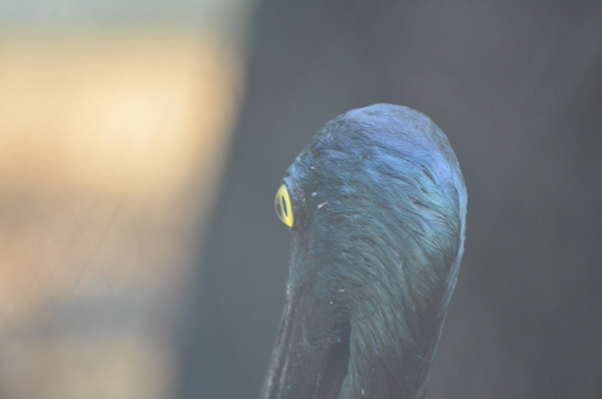 Nehru Zoological Park Zoo 7 cover