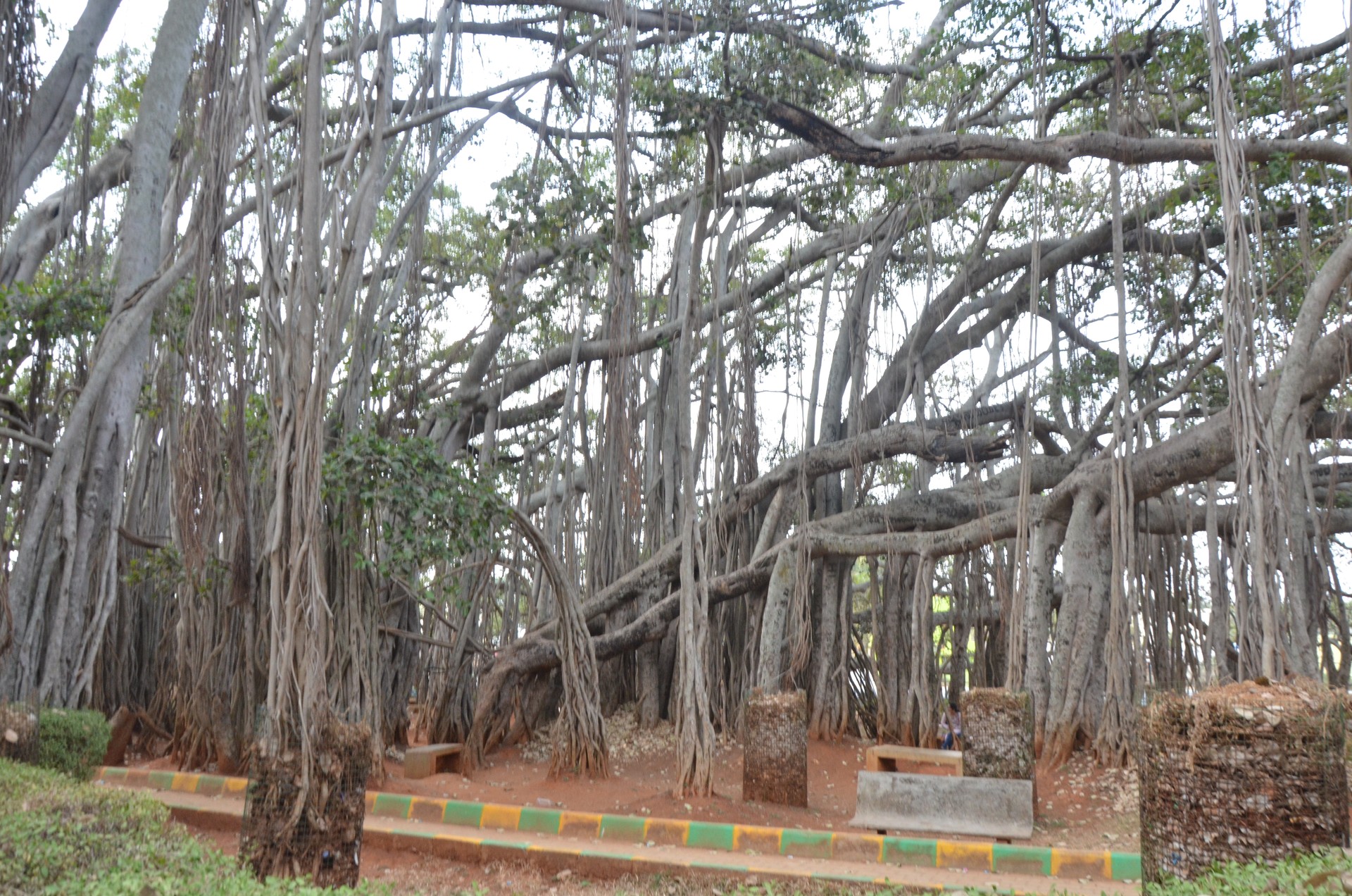 Big Banyan Tree cover