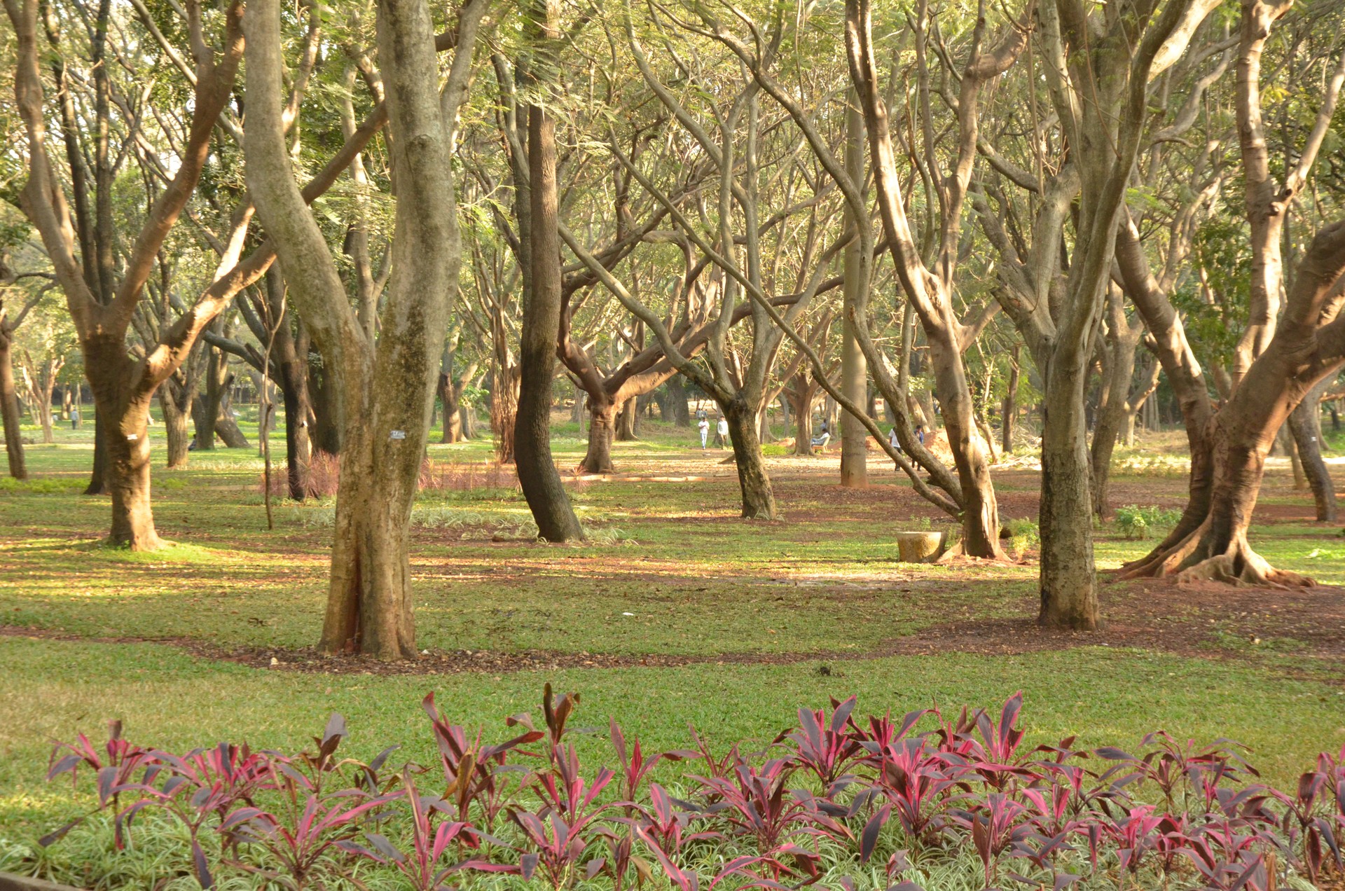 Cubbon Park cover