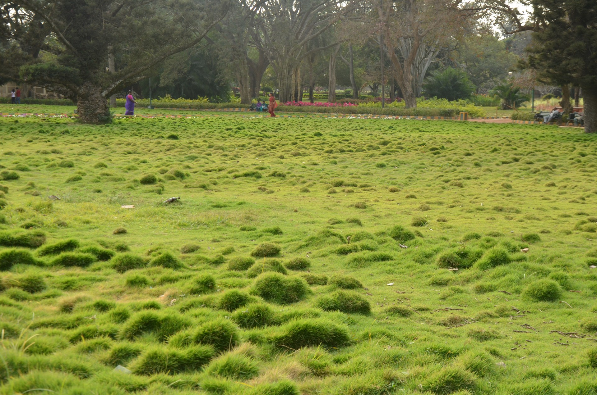 Lal Bagh cover