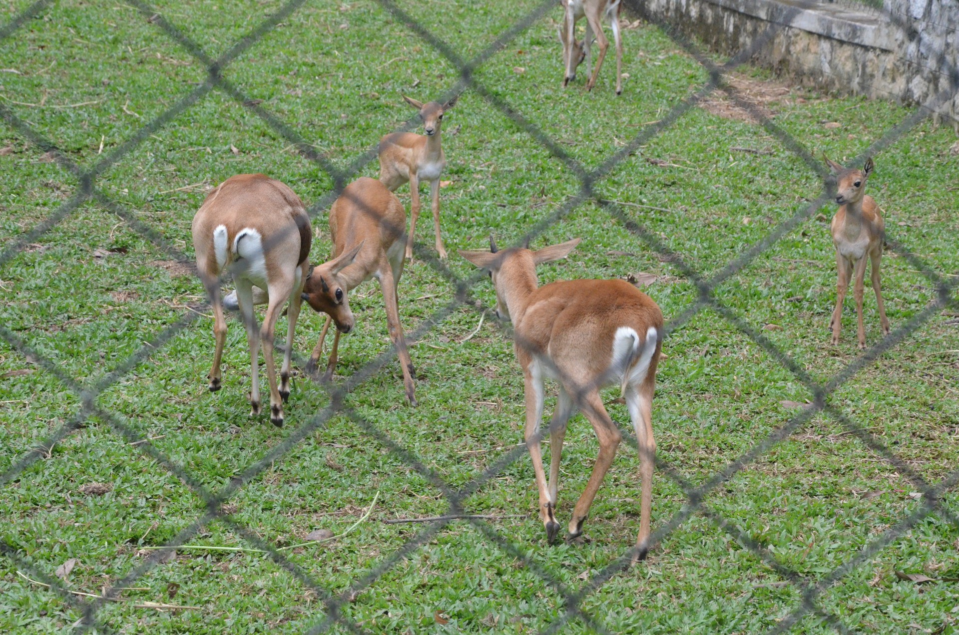 Bannerghatta National Park 1 cover
