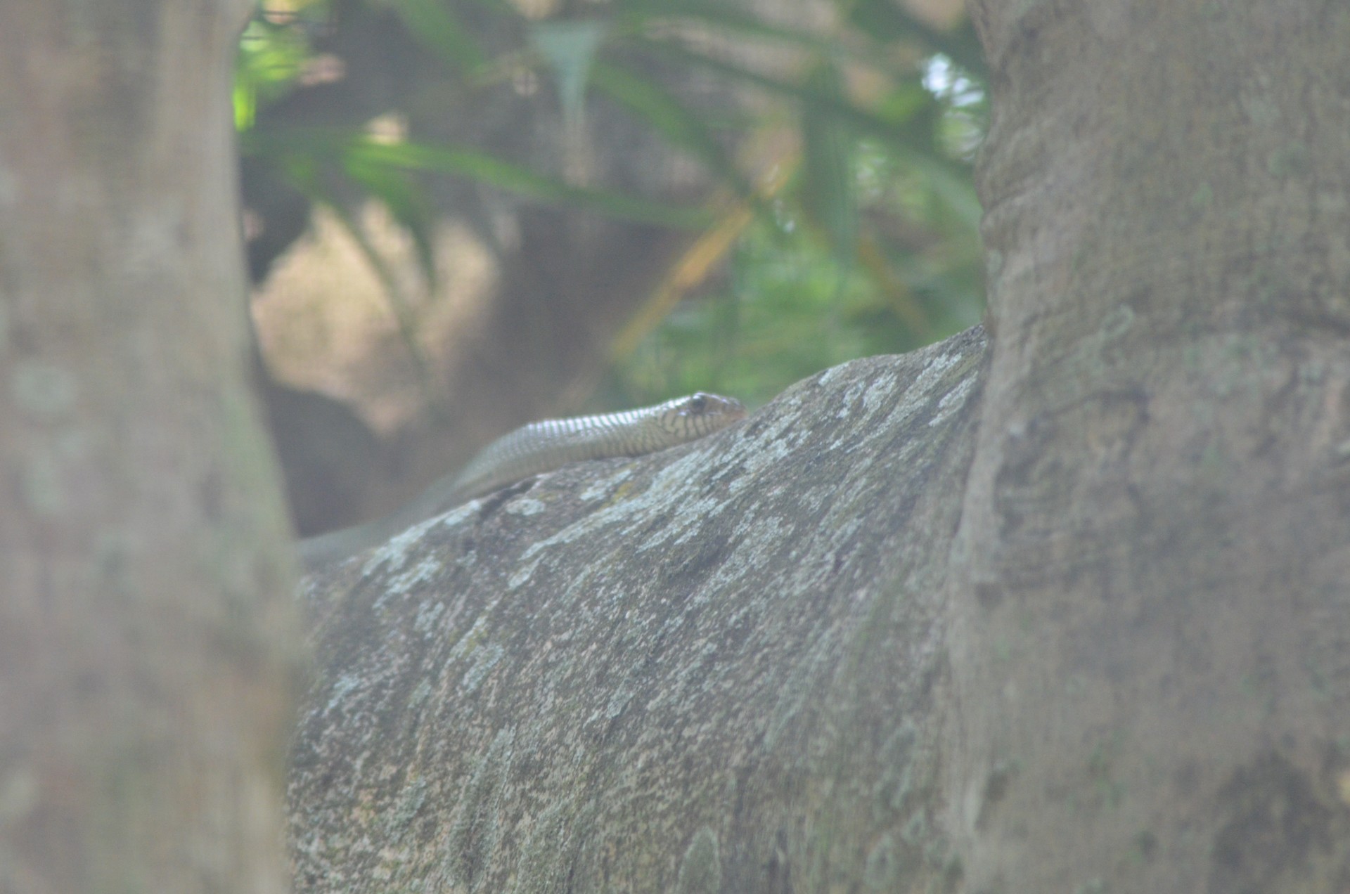 Bannerghatta National Park 2 cover