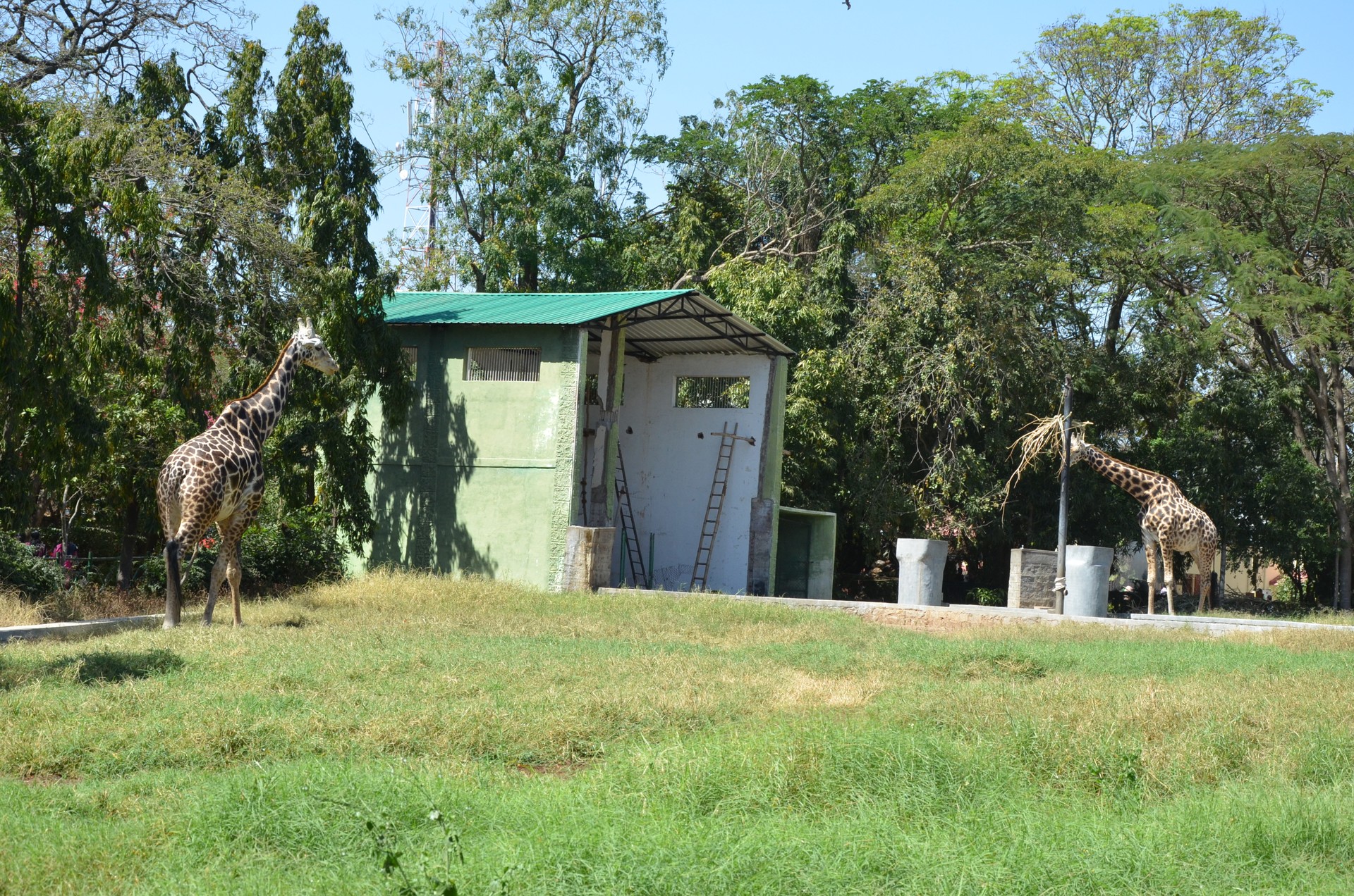 Mysore Zoo Zoological Garden 2 cover