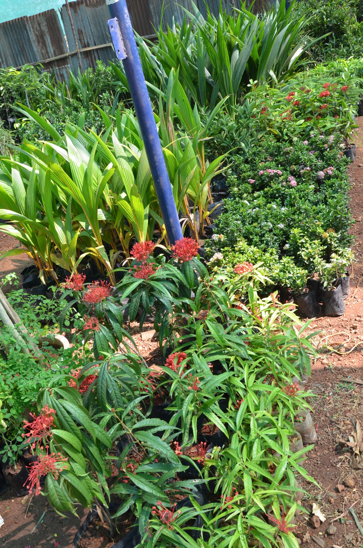 Lions Flower Show 2011 kannur cover