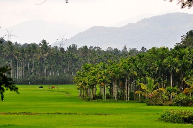Gods Own Country 17 cover