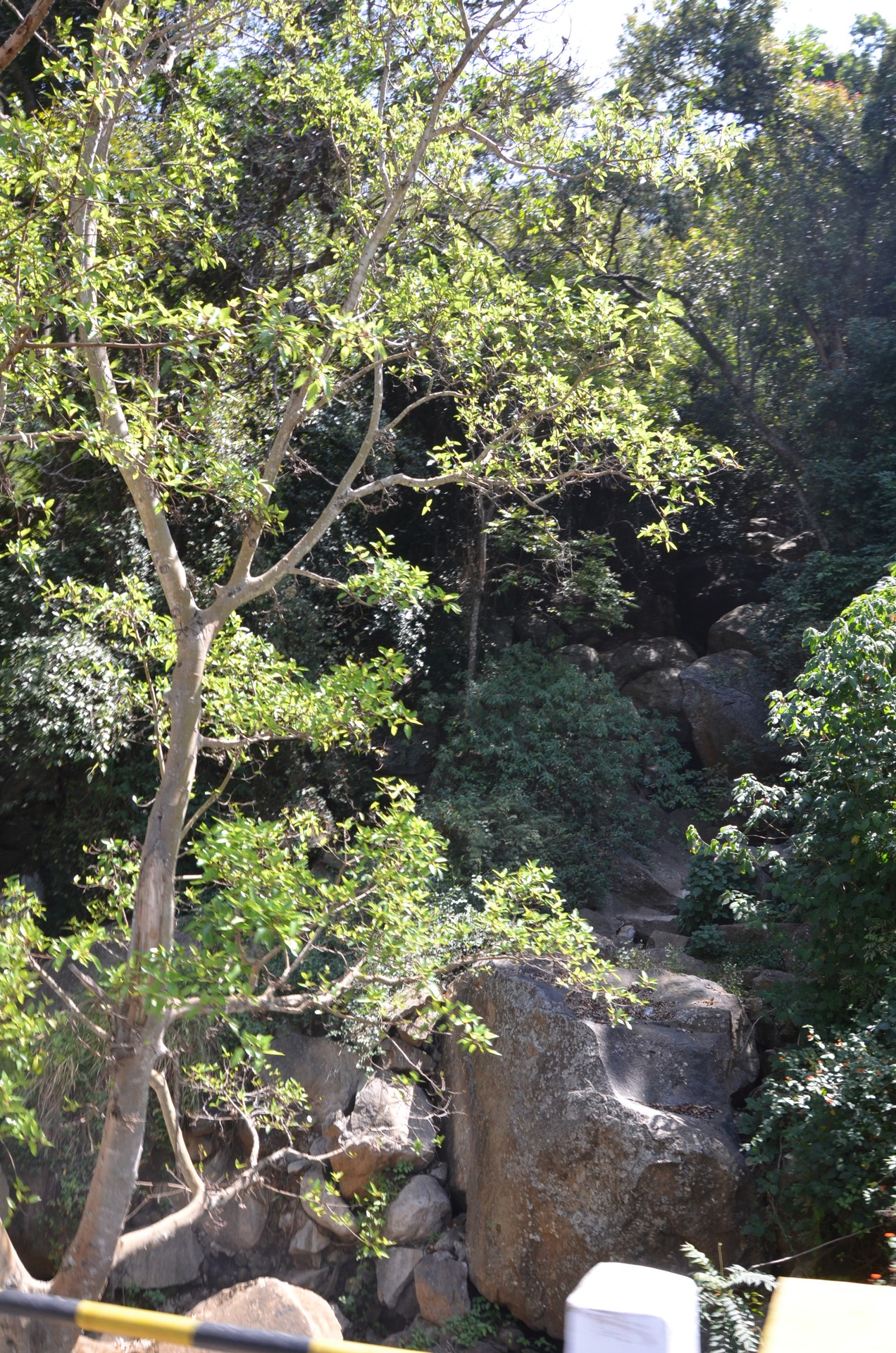 Mysore to Ooty cover