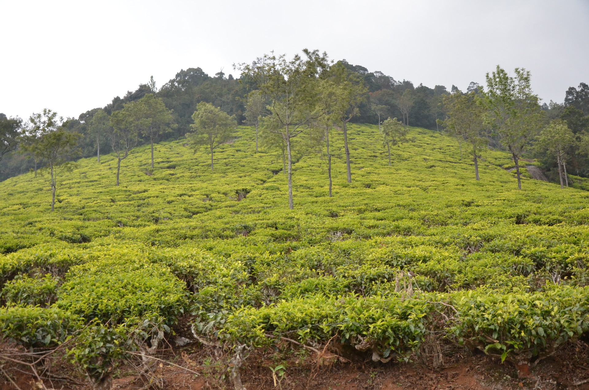 Tea Gardens Coonoor Ooty cover
